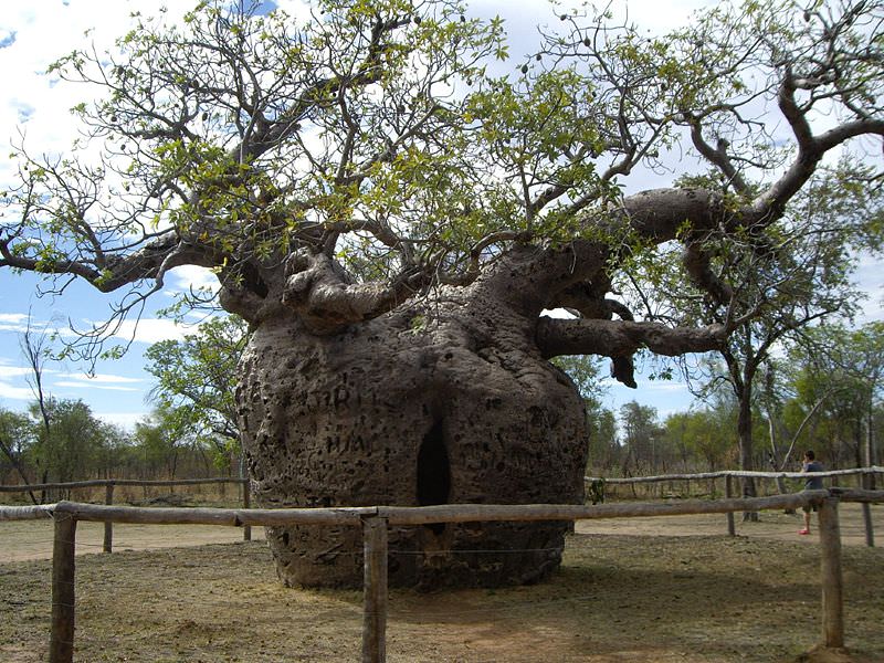 4 boab prison tree