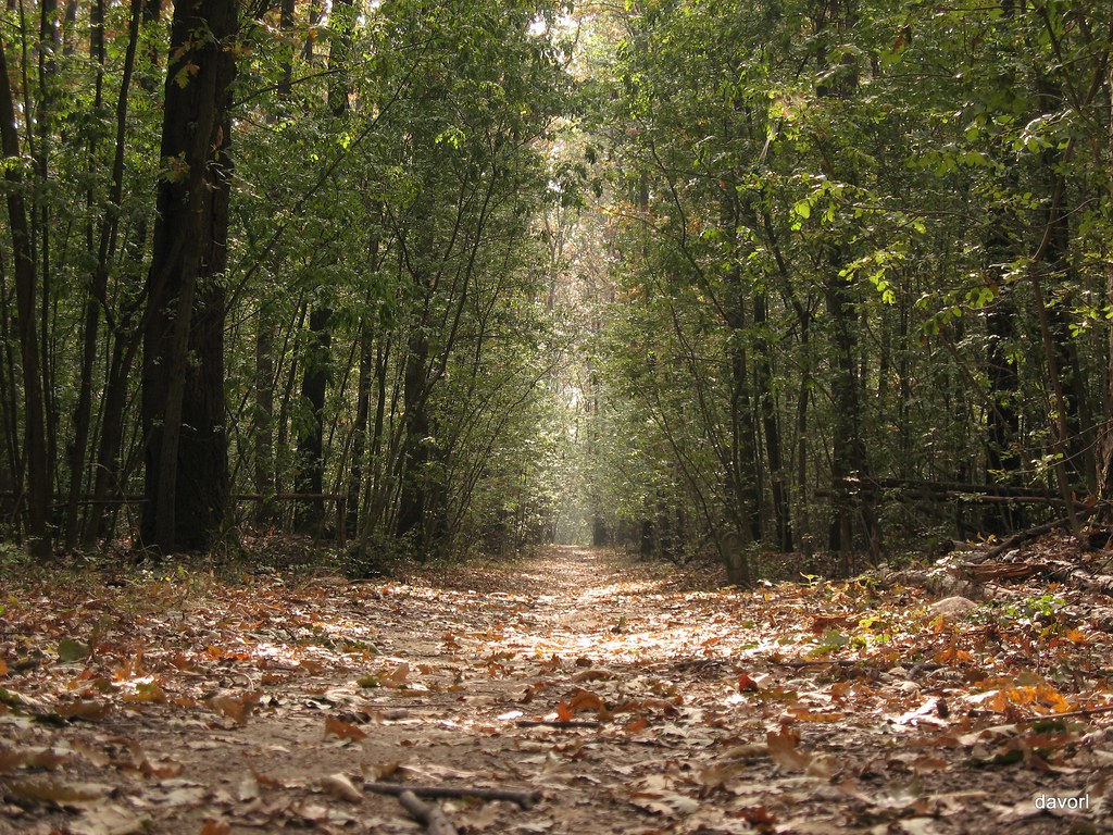 Sentieri naturali nel Parco Regionale dei Boschi di Carrega vicino a Parma.