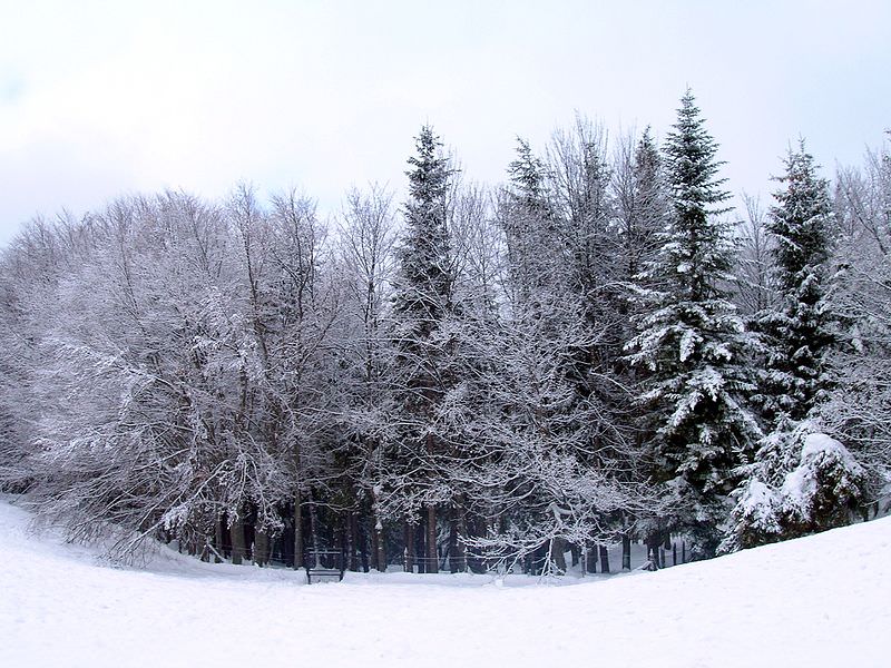 bosco innevato passolanciano chieti