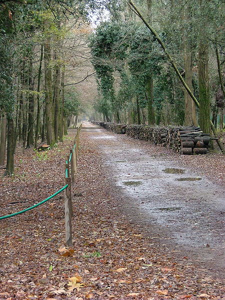 08 riserva naturale bosco della mesola