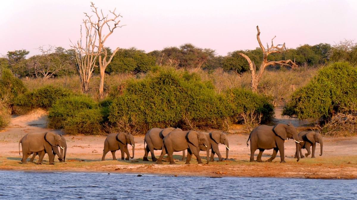 botswana chobe elefante 1