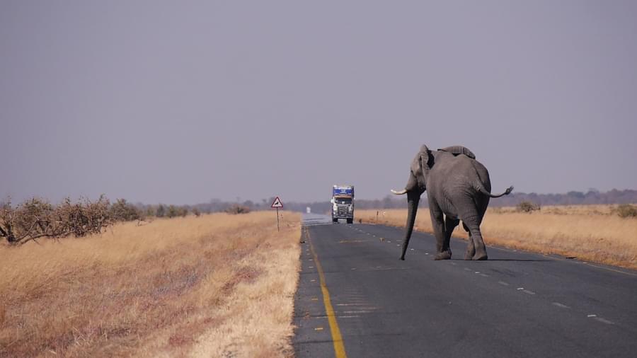 botswana elefante attraversa la strada