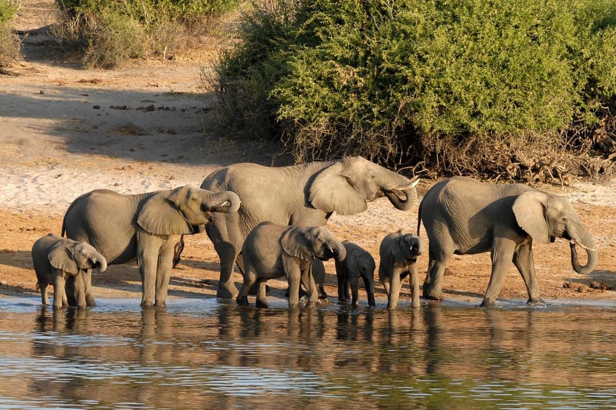 botswana elefante chobe riverside