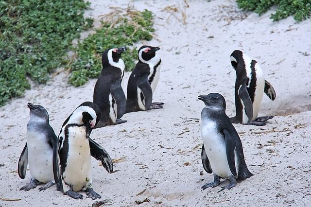 boulders beach cape town