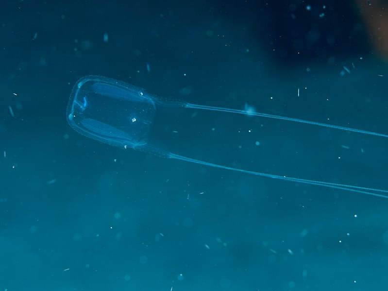 box jellyfish carybdea