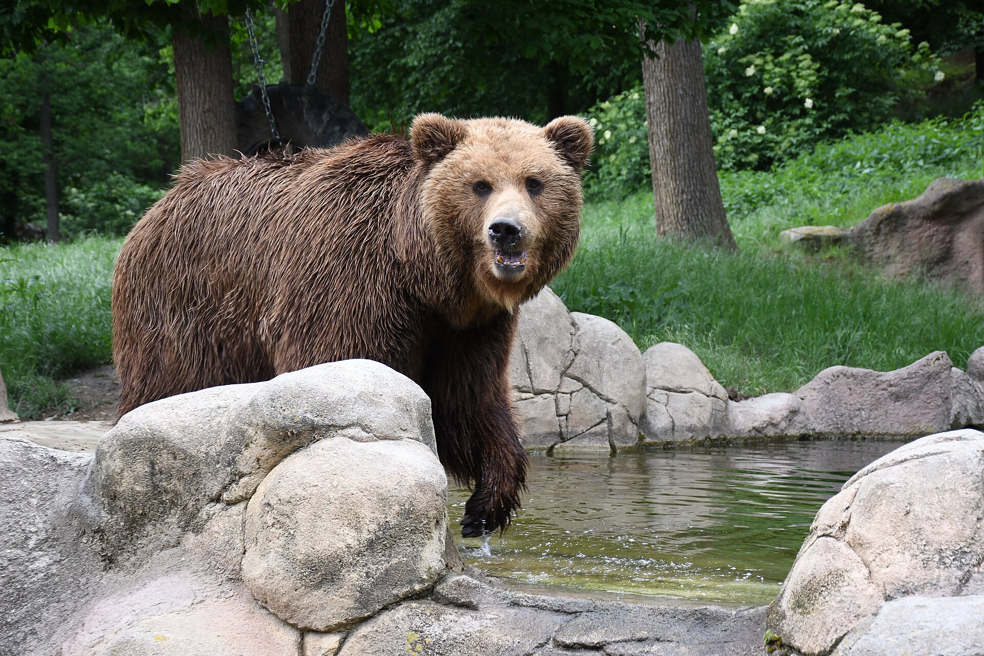 brno zoo medved2020a