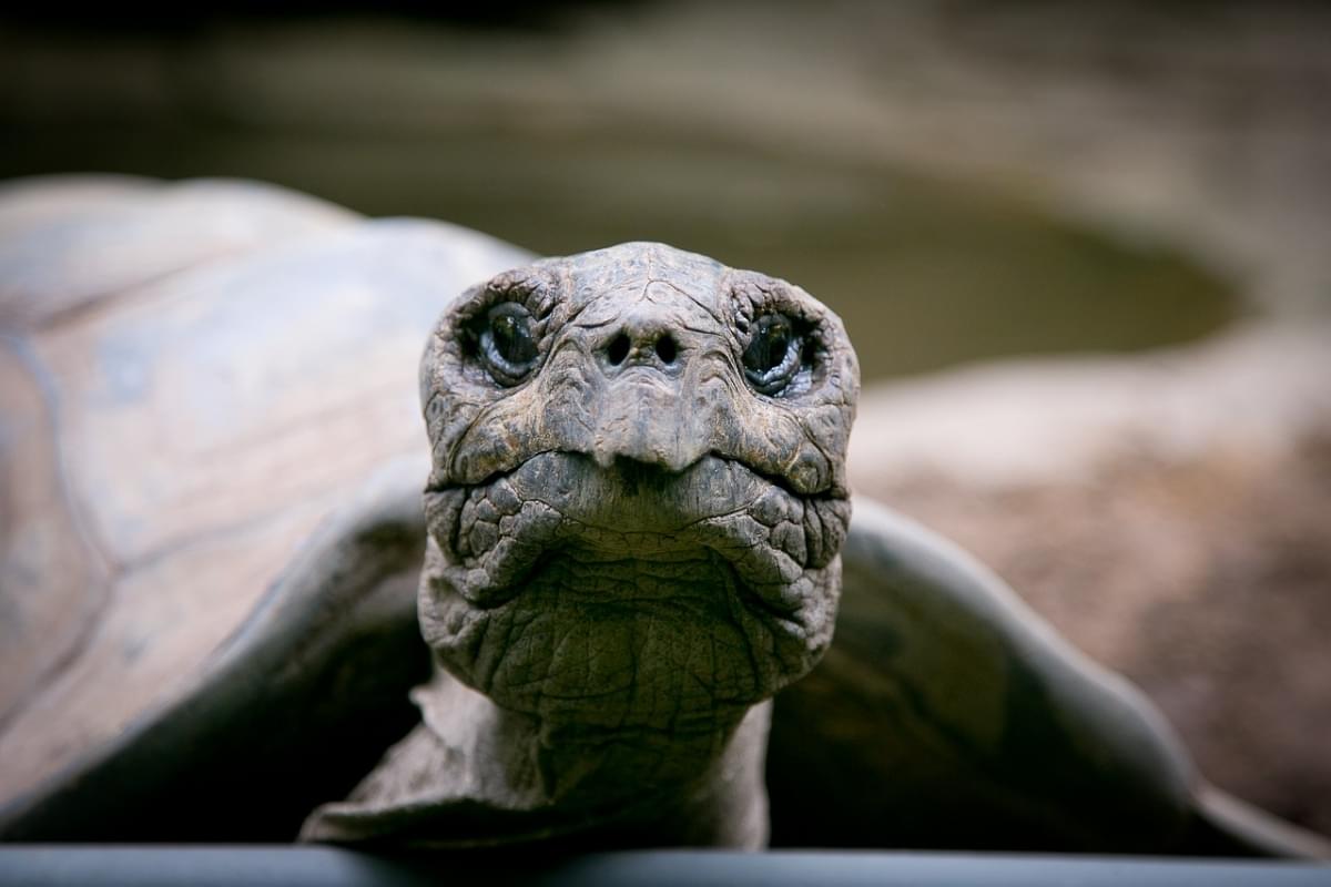 bronx zoo tartaruga