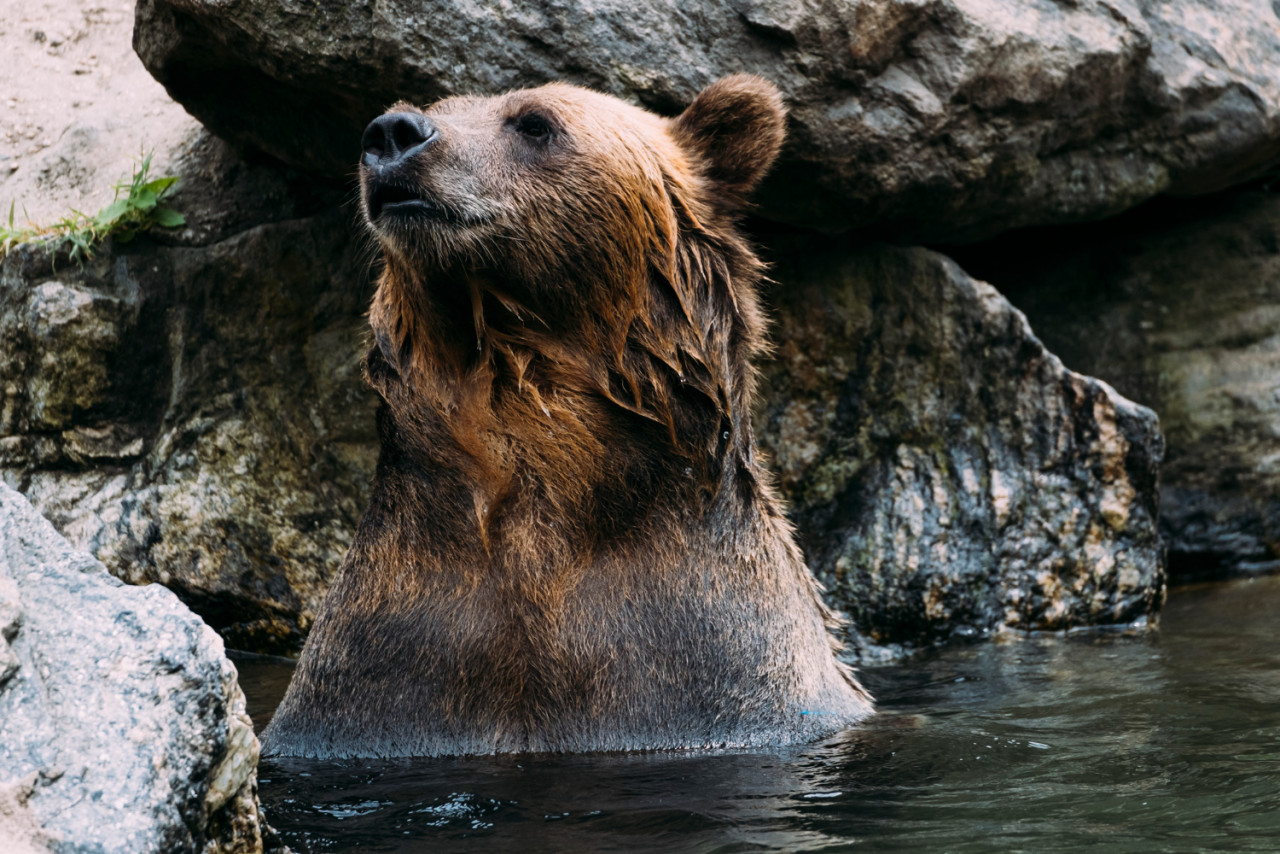 brown bear bronx zoo new york