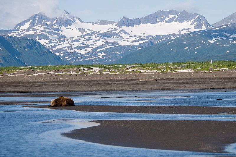 brown bear hallo bay katmai national park 3