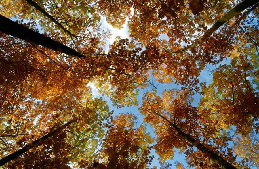 hyde park autunno