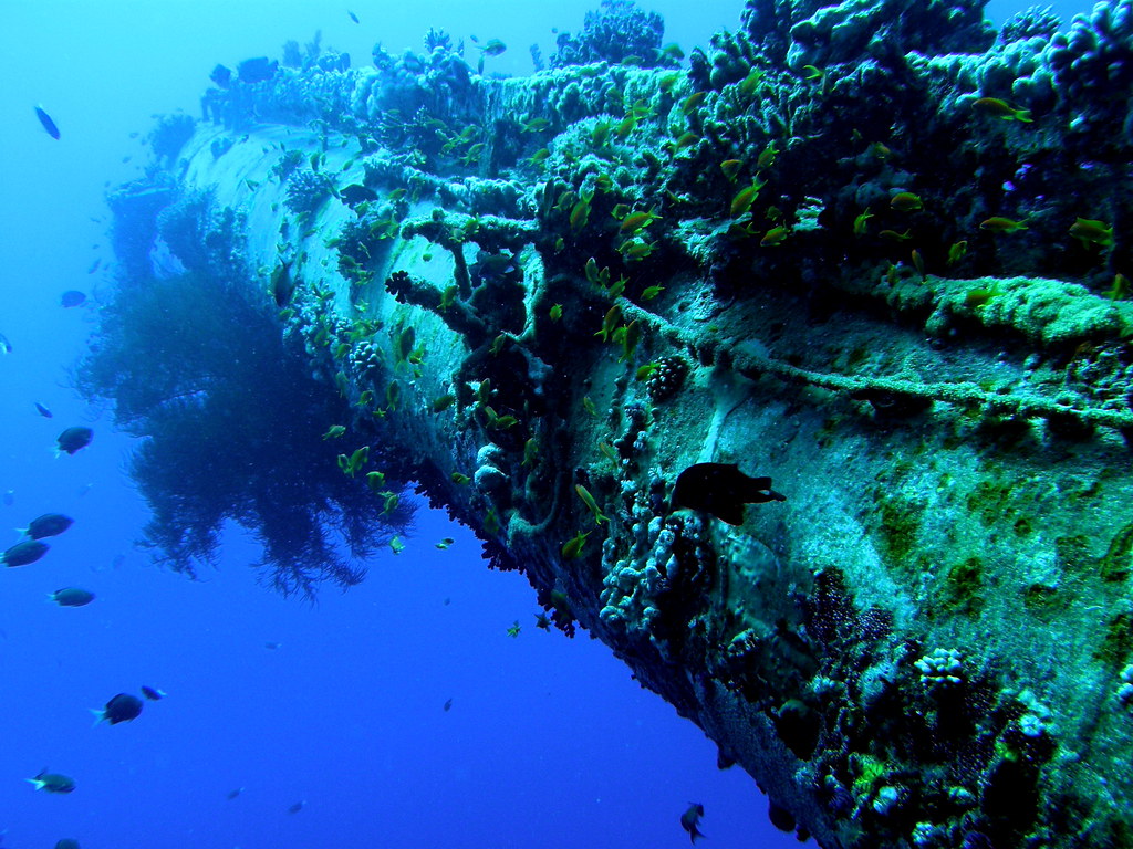 buceando por el cedar pride diving in the cedar pride