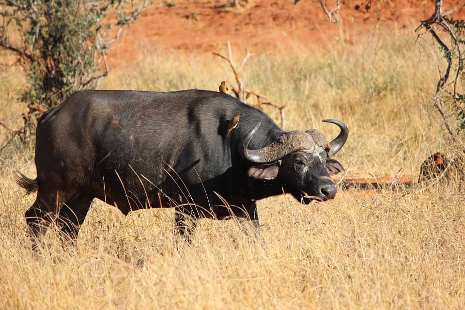 bufali tsavo est kenya