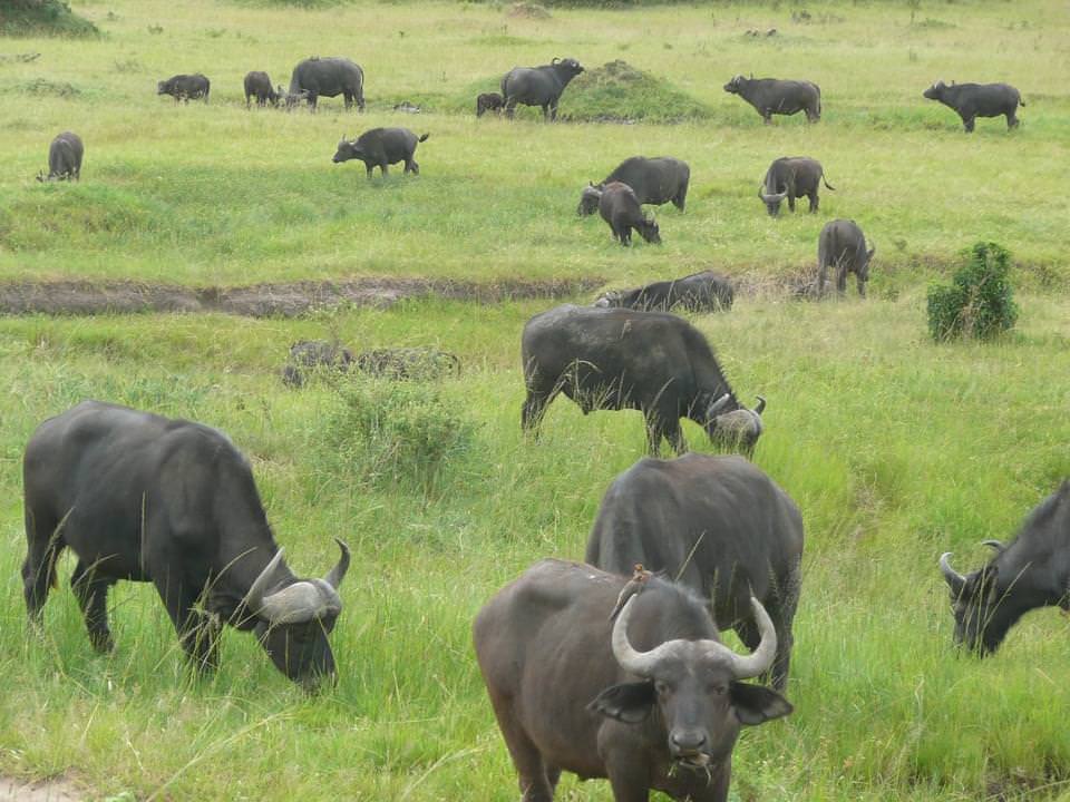 bufalo masai mara kenya