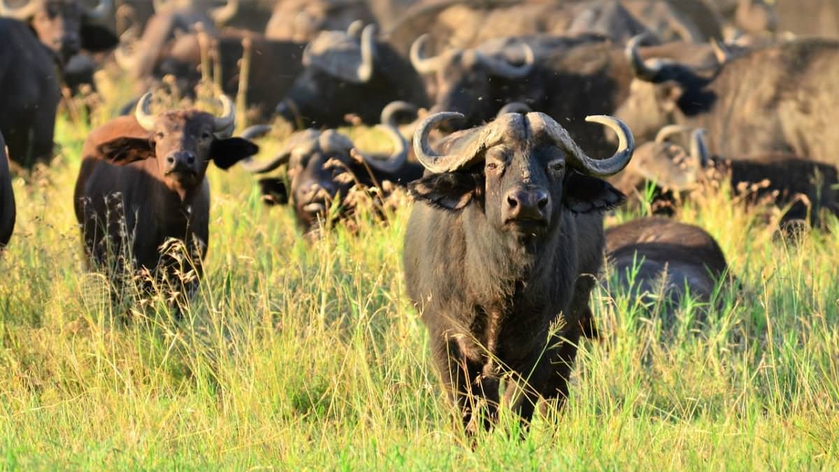 buffalo africa natura