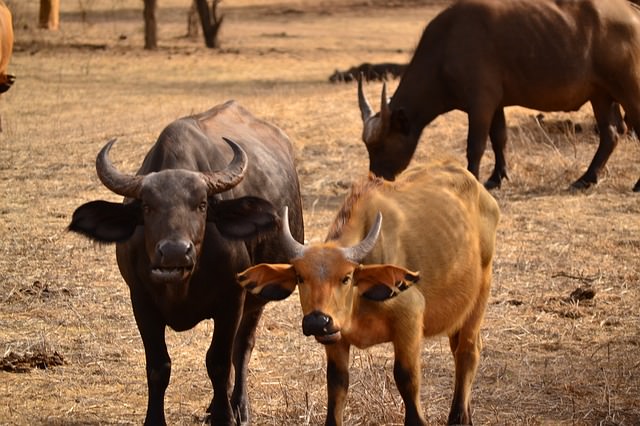 buffalo bufalo animale mammifero