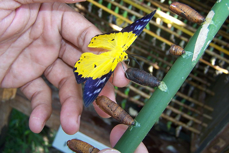 buttefly center zanzibar