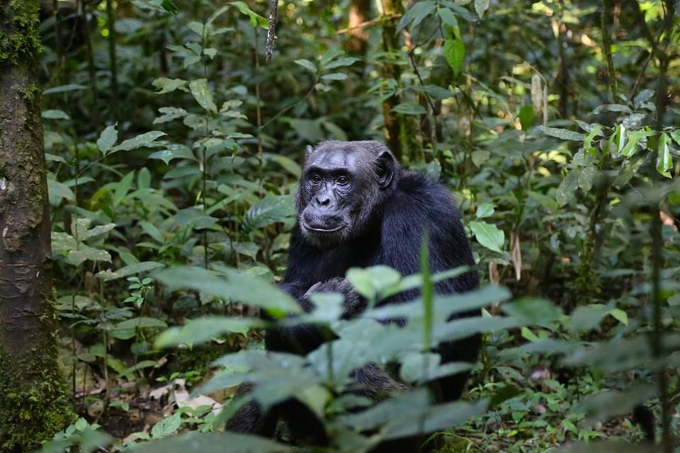 Bwindi-Impenetrable-National-Park