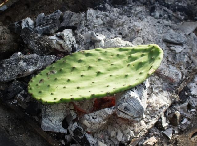 cactus fico d india foglia griglia