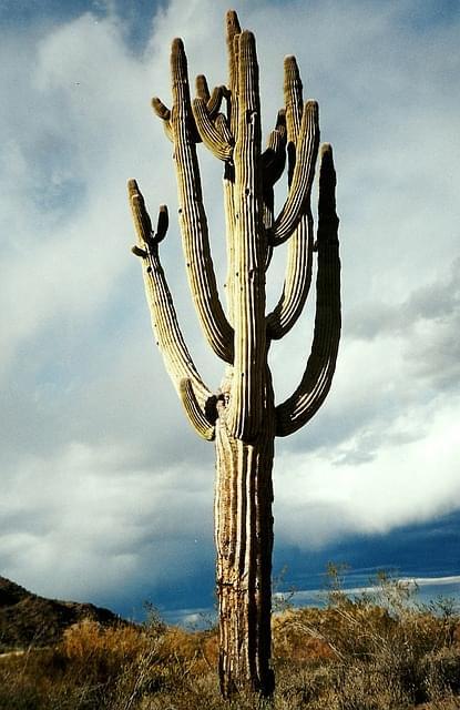 cactus giganti argentina