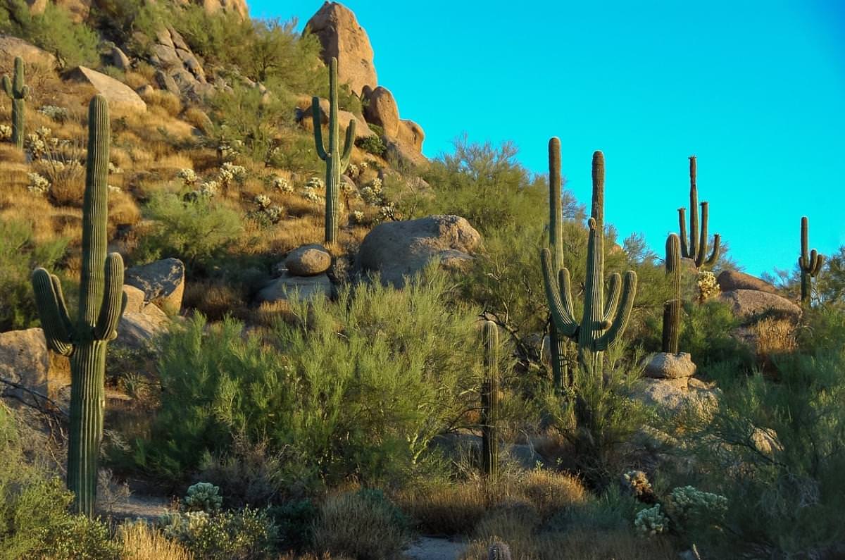 Cactus Rocce Vegetazione Arido