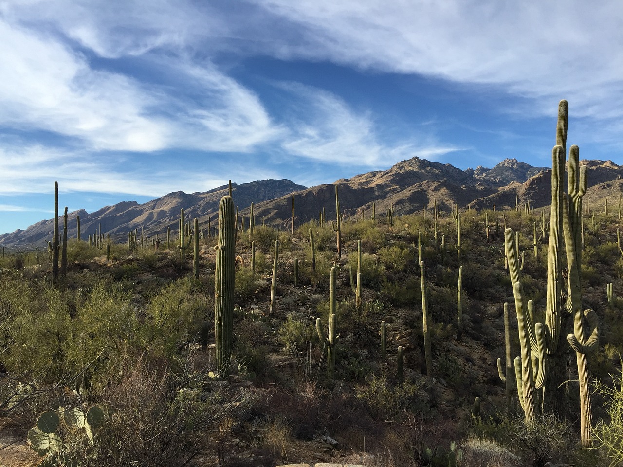 cactus saguaro parco nazionale