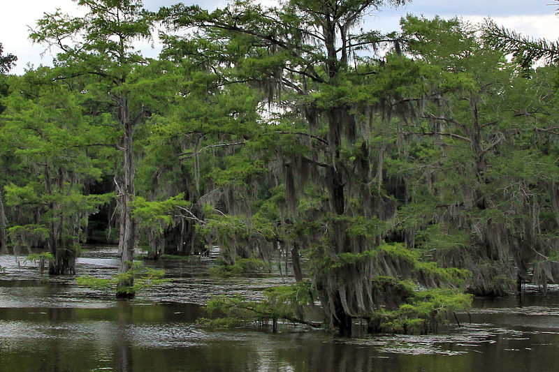 Caddo Lake, Lousiana - Texas (USA)