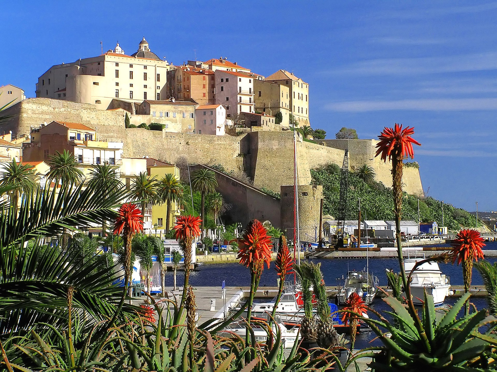 calvi semper fidelis