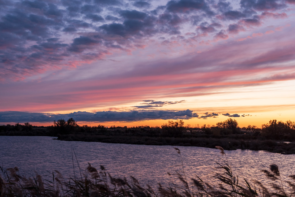 camargue at sunset