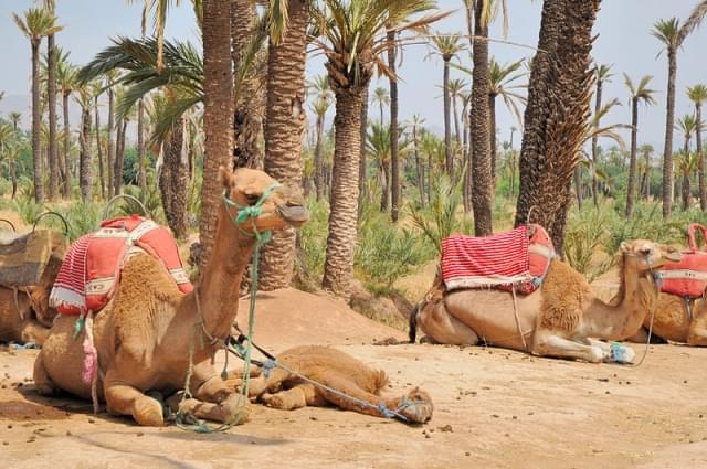 cammelli in la palmeraie marrakech