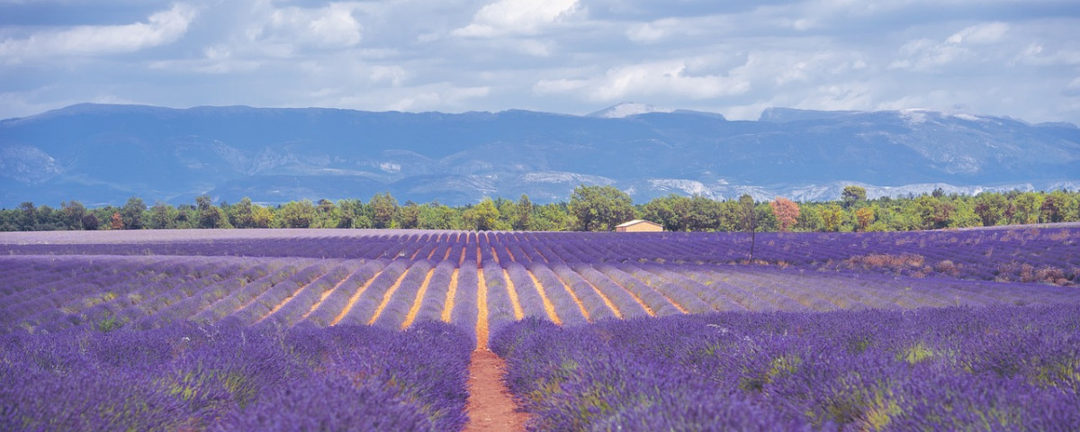 campi di lavanda lavanda paesaggio