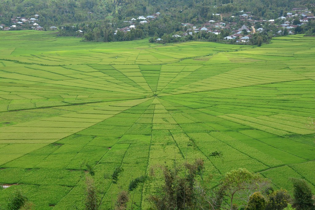 cancar spiderweb rice fields flores indonesia 2016