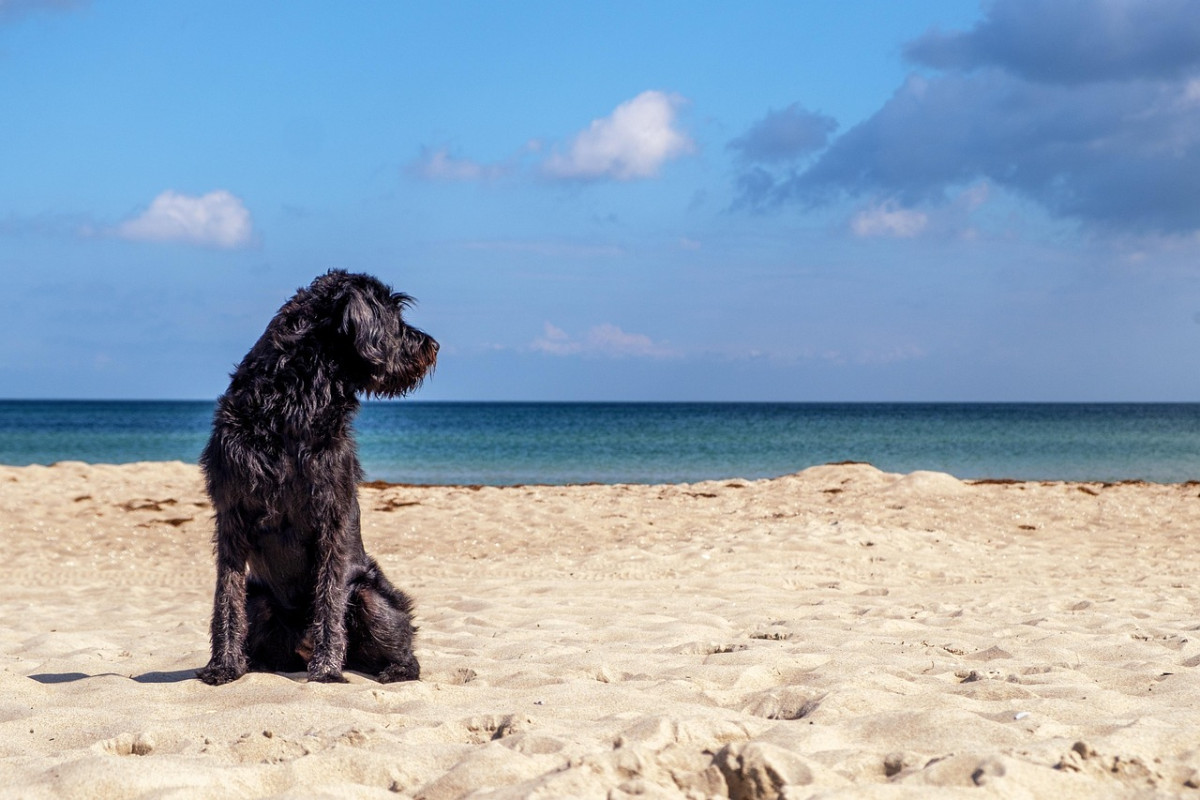 cane animale spiaggia sabbia 1
