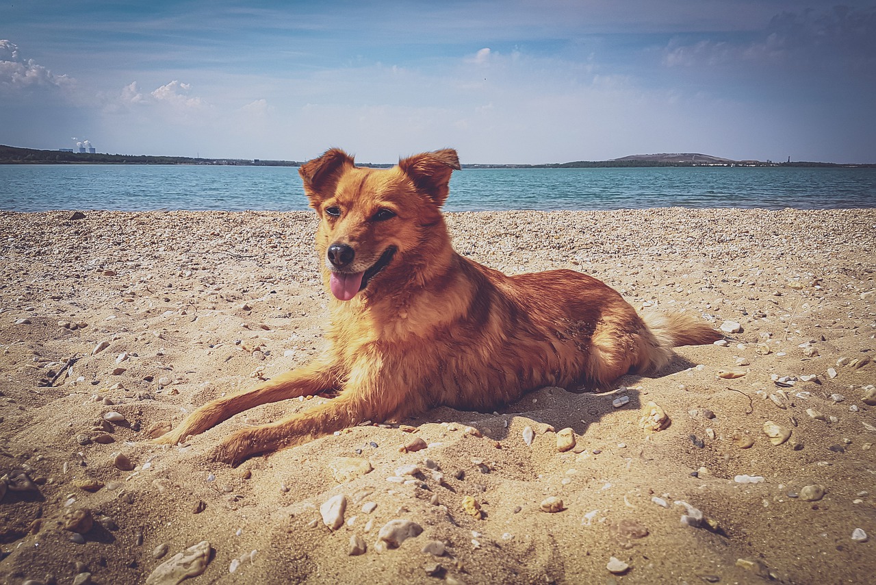 Cane al Baba Beach