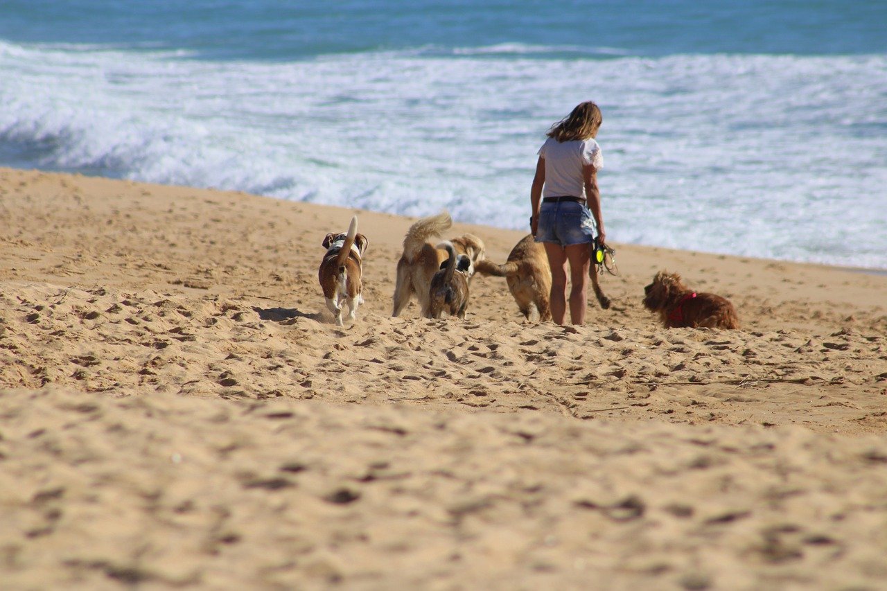 cane in spiaggia