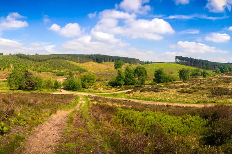 cannock chase cropped