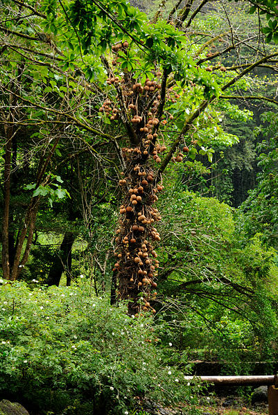 7 cannonball tree