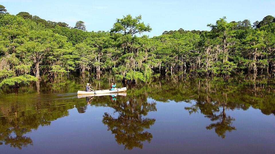 canoeing caddo lake state park texas 2023