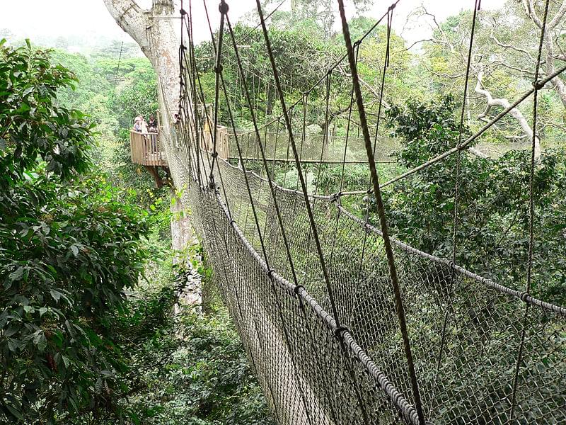 canopy walkway kakum national park 1