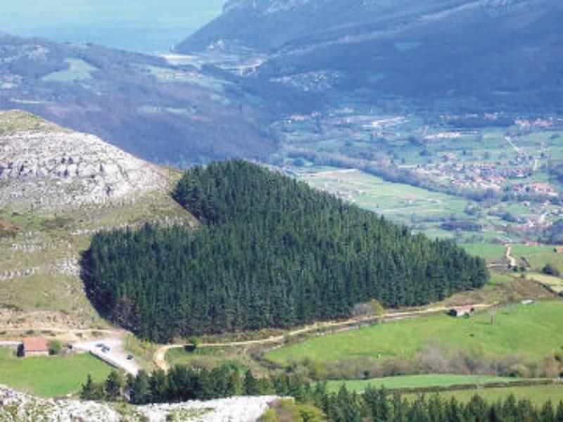 Foresta a forma di cuore in Cantabria