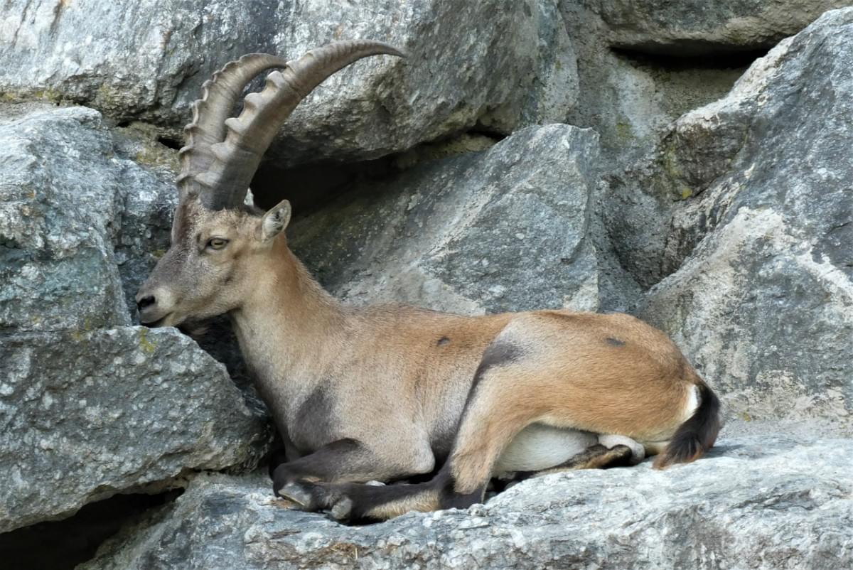 capricorno zoo alpenzoo innsbruck