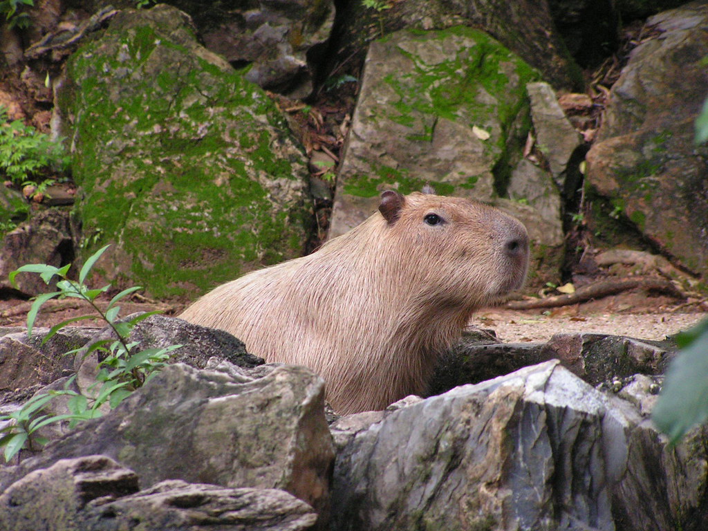 capybara at emperor valley zoo