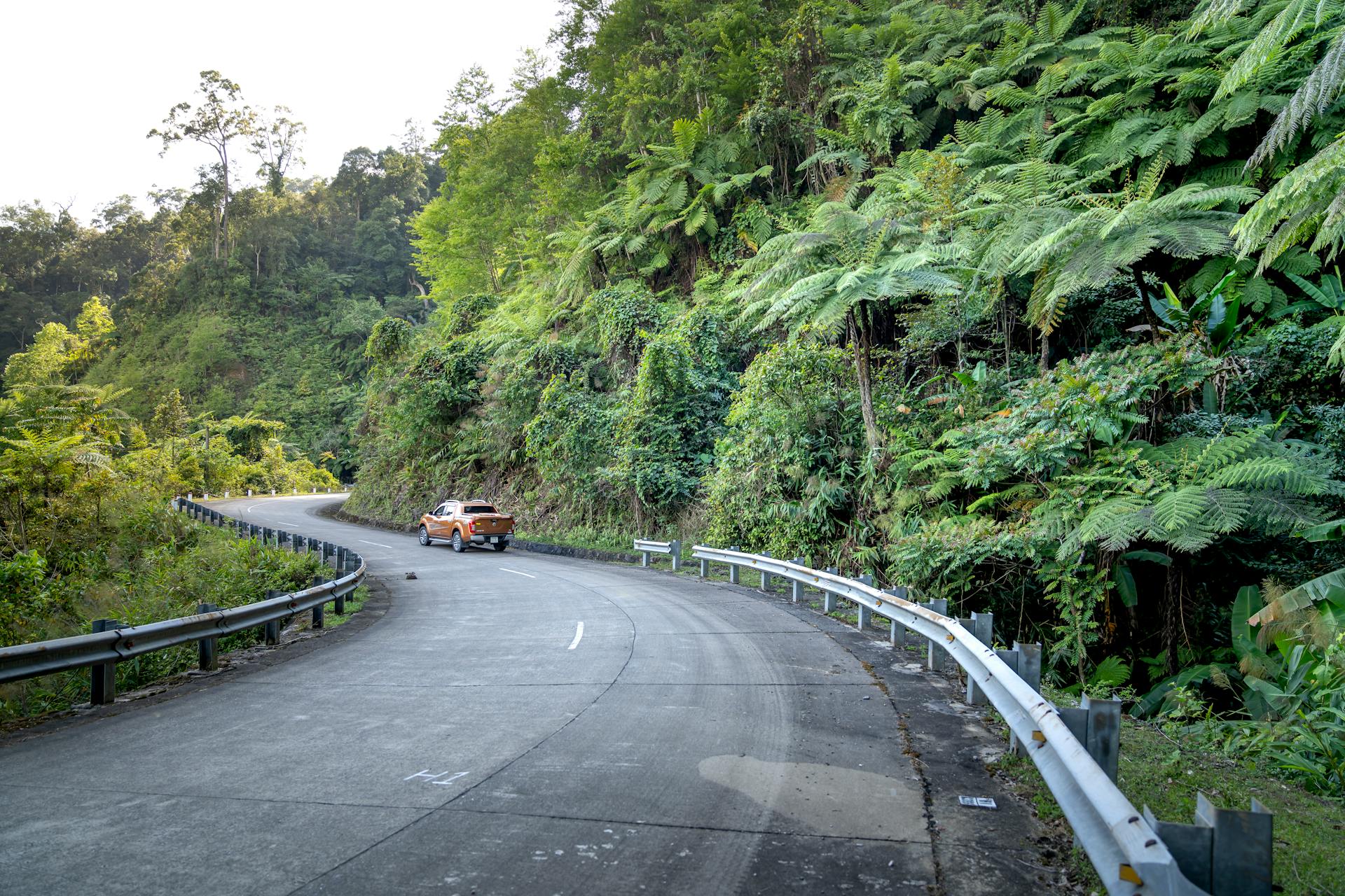car driving on wavy road between exotic trees in mountains