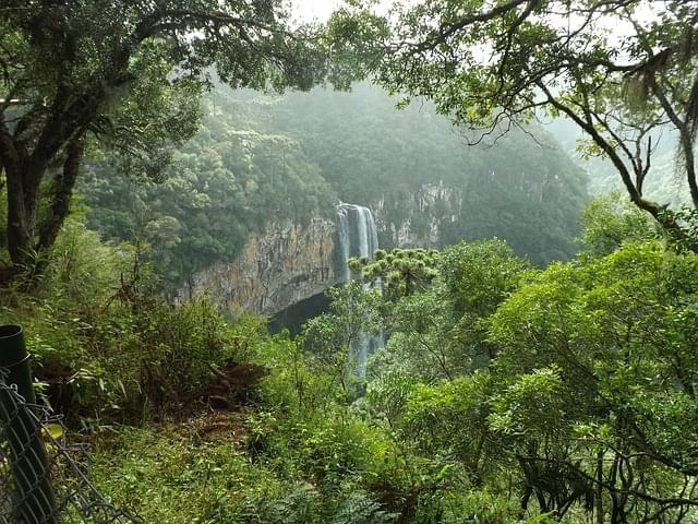 foresta cascata alberi verde 1