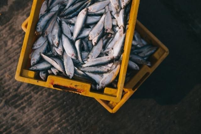 cassetta di pesce fresco