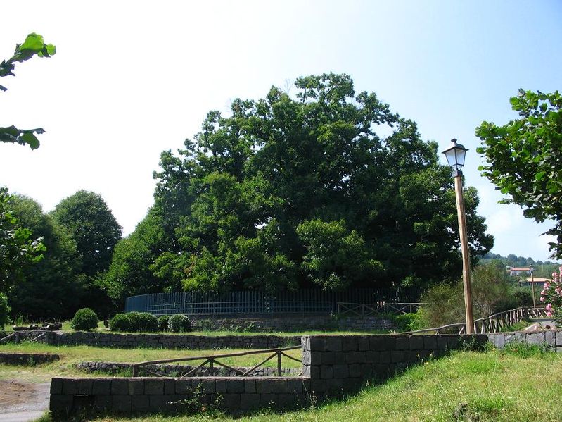 Castagno dei Cento Cavalli