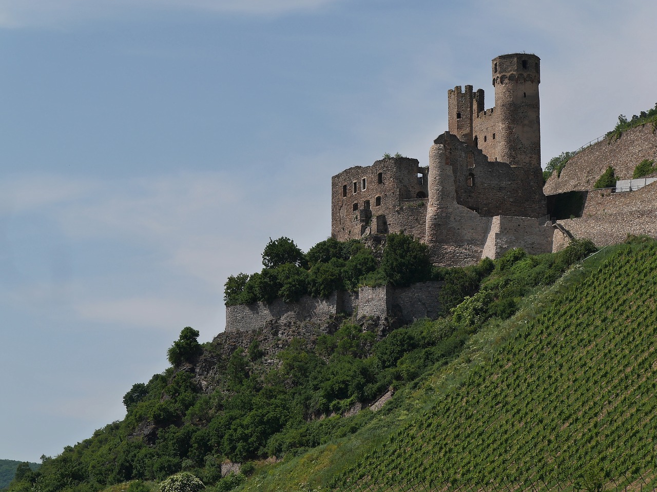 castello ehrenfels reno vigneto 1