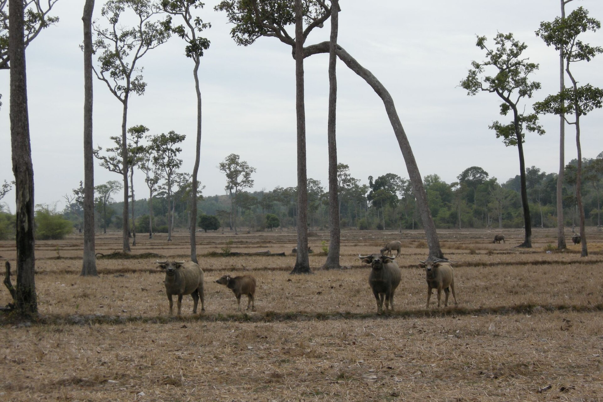 Sentiero naturalistico nel Cat Tien National Park con fauna selvatica
