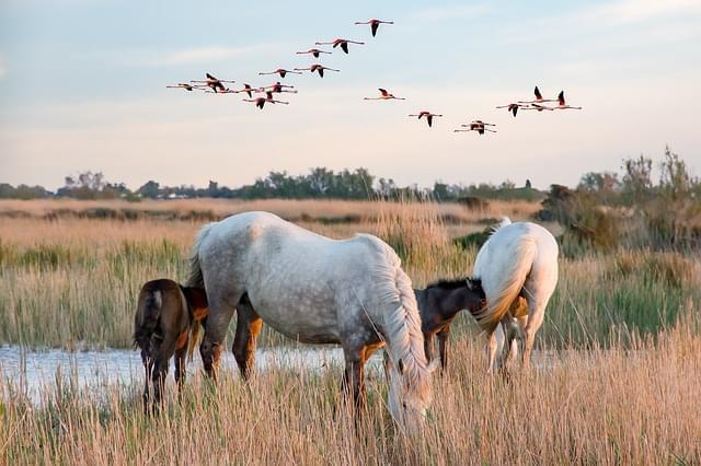 cavalli nella camargue