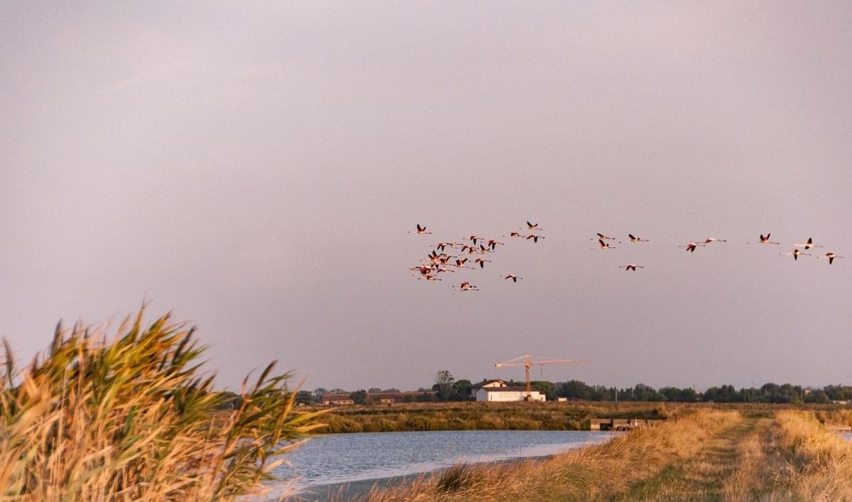 cervia saline fenicotteri