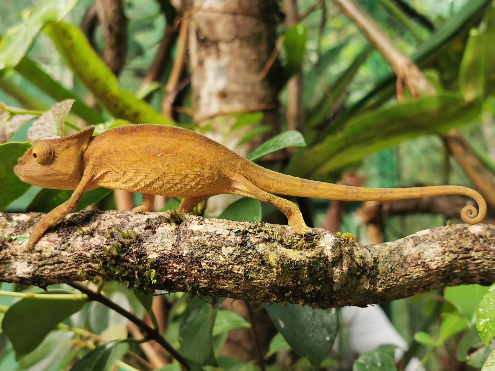 chamaleonvakonaprivatereserve2019 10 17 2